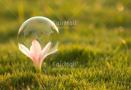 Fair Trade Photo Artistique, Colour image, Dreaming, Flower, Horizontal, Peru, Soapbubble, South America, Summer, Transparent