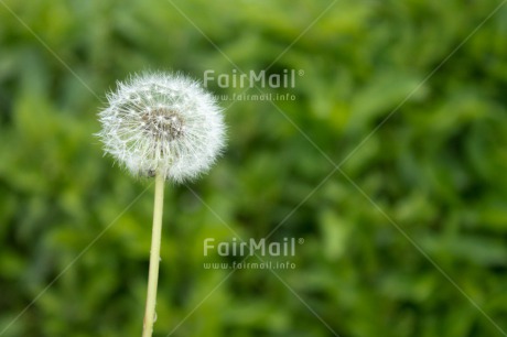 Fair Trade Photo Colour image, Condolence-Sympathy, Dreaming, Flower, Good luck, Horizontal, Peru, South America