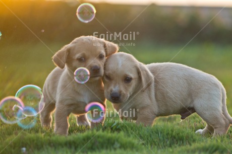 Fair Trade Photo Animals, Colour image, Cute, Dog, Horizontal, Peru, Puppy, Soapbubble, South America