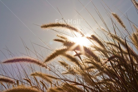 Fair Trade Photo Agriculture, Colour image, Condolence-Sympathy, Confirmation, Evening, Horizontal, Light, Nature, Outdoor, Peru, Religion, Rural, South America, Spirituality, Wheat