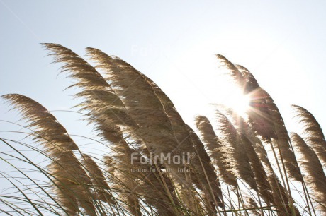 Fair Trade Photo Agriculture, Colour image, Condolence-Sympathy, Confirmation, Evening, Horizontal, Light, Nature, Outdoor, Peru, Religion, Rural, South America, Spirituality, Wheat