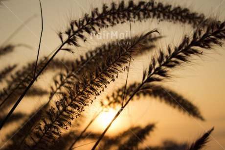 Fair Trade Photo Agriculture, Closeup, Colour image, Condolence-Sympathy, Confirmation, Horizontal, Nature, Peru, Shooting style, South America, Sunset