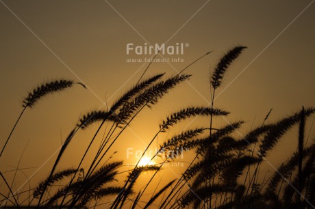 Fair Trade Photo Agriculture, Colour image, Condolence-Sympathy, Horizontal, Spirituality, Sunset
