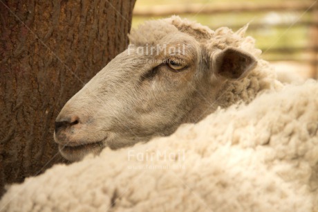 Fair Trade Photo Agriculture, Animals, Colour image, Horizontal, Peru, Sheep, South America