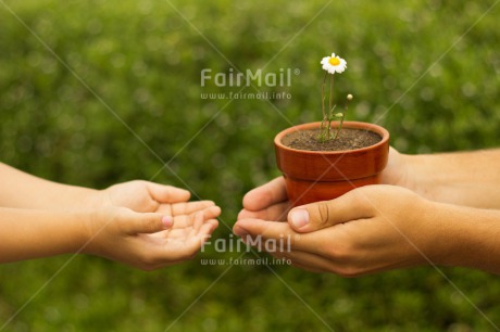 Fair Trade Photo Activity, Caring, Colour image, Education, Flower, Giving, Hand, Horizontal, Peru, Responsibility, Seasons, South America, Spring, Sustainability, Values