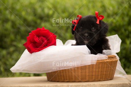 Fair Trade Photo Animals, Colour image, Cute, Dog, Flower, Horizontal, Mothers day, Peru, Puppy, Red, Rose, South America, Valentines day