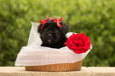 Fair Trade Photo Animals, Colour image, Cute, Dog, Flower, Horizontal, Mothers day, Peru, Puppy, Red, Rose, South America, Valentines day