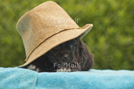 Fair Trade Photo Activity, Animals, Clothing, Colour image, Cute, Dog, Friendship, Hat, Holiday, Horizontal, Peru, Puppy, Relaxing, South America, Summer, Travel, Valentines day