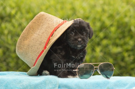 Fair Trade Photo Activity, Animals, Clothing, Colour image, Cute, Dog, Friendship, Hat, Holiday, Horizontal, Peru, Puppy, Relaxing, South America, Summer, Travel, Valentines day