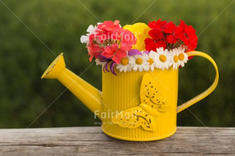 Fair Trade Photo Butterfly, Colour image, Flower, Horizontal, Mothers day, Peru, South America, Thank you, Watering can