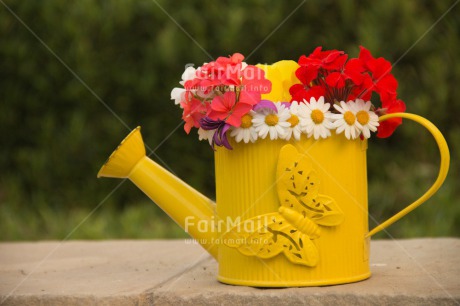 Fair Trade Photo Butterfly, Colour image, Flower, Horizontal, Mothers day, Peru, South America, Thank you, Watering can