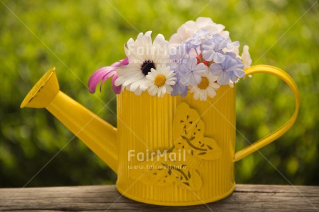 Fair Trade Photo Butterfly, Colour image, Flower, Horizontal, Mothers day, Peru, South America, Thank you, Watering can