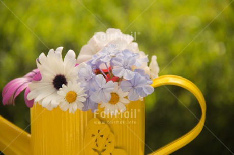 Fair Trade Photo Butterfly, Colour image, Flower, Horizontal, Mothers day, Peru, South America, Thank you, Watering can