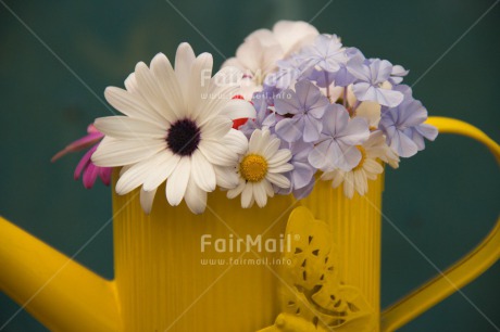 Fair Trade Photo Butterfly, Colour image, Flower, Horizontal, Mothers day, Peru, South America, Thank you, Watering can