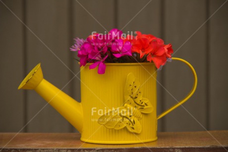 Fair Trade Photo Butterfly, Colour image, Flower, Horizontal, Mothers day, Peru, South America, Thank you, Watering can