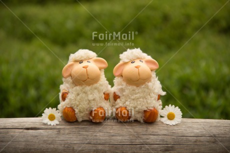 Fair Trade Photo Animals, Cute, Daisy, Flower, Friendship, Love, Sheep, Together, Valentines day