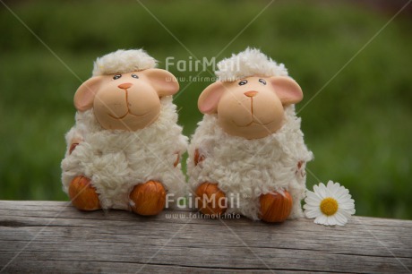 Fair Trade Photo Animals, Cute, Daisy, Flower, Friendship, Love, Sheep, Together, Valentines day