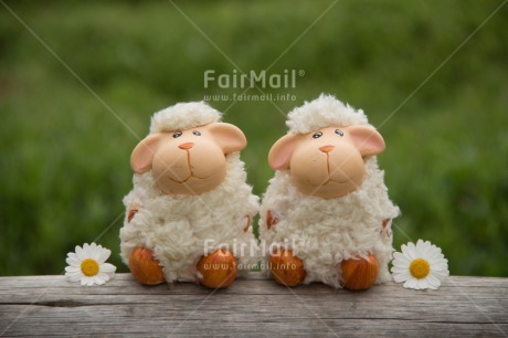 Fair Trade Photo Animals, Cute, Daisy, Flower, Friendship, Love, Sheep, Together, Valentines day