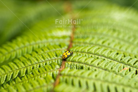 Fair Trade Photo Colour image, Emotions, Friendship, Green, Leaf, Loneliness, Nature, Peru, Plant, South America