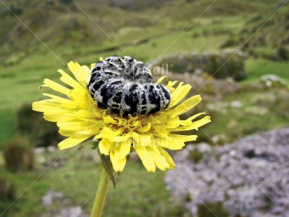 Fair Trade Photo Activity, Animals, Birth, Caterpillar, Colour image, Day, Flower, Good luck, Horizontal, Lying, Nature, Outdoor, Peru, Relaxing, Sleeping, South America, Spirituality, Wellness, Yellow