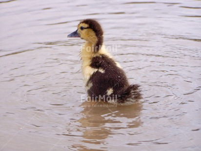 Fair Trade Photo Animals, Bird, Colour image, Cute, Day, Duck, Horizontal, Outdoor, Peru, South America, Water