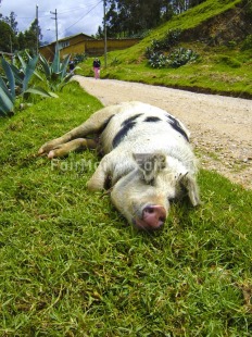 Fair Trade Photo Activity, Animals, Colour image, Multi-coloured, Nature, Outdoor, Perspective, Peru, Pig, Relaxing, Rural, Sleeping, South America, Vertical