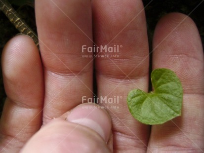 Fair Trade Photo Closeup, Colour image, Good luck, Green, Hand, Heart, Horizontal, Leaf, Love, Peru, South America, Thinking of you