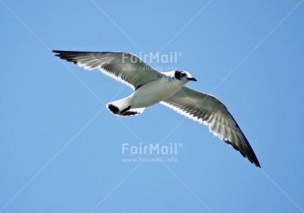 Fair Trade Photo Activity, Animals, Bird, Colour image, Day, Flying, Freedom, Game, Horizontal, Outdoor, Peru, Seagull, Seasons, Sky, South America, Summer, Travel