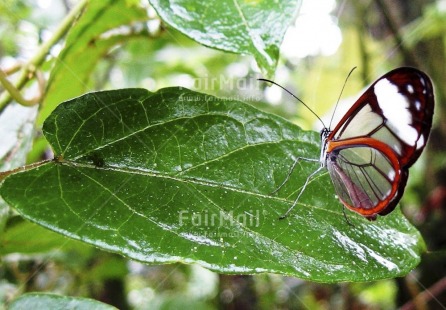 Fair Trade Photo Animals, Butterfly, Colour image, Condolence-Sympathy, Day, Forest, Green, Horizontal, Leaf, Nature, Outdoor, Peru, Plant, South America, Spirituality, Wellness