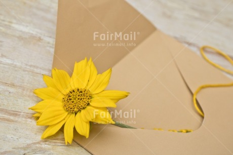 Fair Trade Photo Adjective, Birth, Birthday, Colour, Colour image, Communion, Congratulations, Envelope, Flower, Friendship, Get well soon, Horizontal, Love, Mothers day, Nature, New baby, New beginning, Object, Peru, Petals, Place, Sister, Sorry, South America, Thank you, Valentines day, Yellow