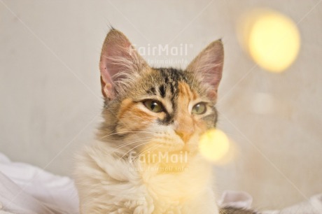 Fair Trade Photo Activity, Adjective, Animal, Animals, Birthday, Cat, Celebrating, Christmas, Friendship, Horizontal, Light, Nature, Object, Present, Thank you, Thinking of you, Valentines day