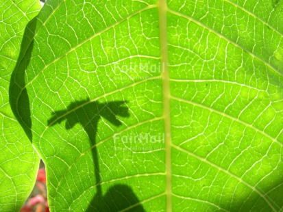 Fair Trade Photo Colour image, Flower, Horizontal, Leaf, Light, Nature, Peru, Shadow, South America