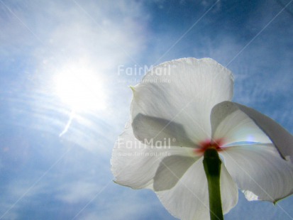 Fair Trade Photo Blue, Colour image, Condolence-Sympathy, Flower, Horizontal, Low angle view, Peru, Sky, South America, Summer, White