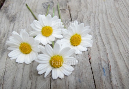 Fair Trade Photo Closeup, Colour image, Daisy, Flower, Horizontal, Mothers day, Peru, Shooting style, South America, Thank you, Vintage, Wood