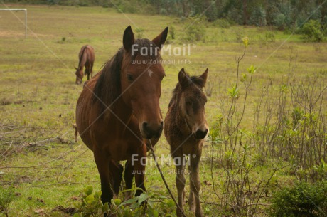 Fair Trade Photo Animals, Baby, Caring, Colour image, Horizontal, Horse, Mother, People, Peru, South America