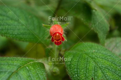 Fair Trade Photo Closeup, Colour image, Flower, Green, Horizontal, Leaf, Peru, Red, Shooting style, South America
