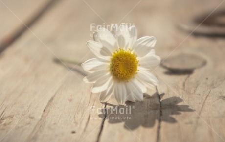 Fair Trade Photo Colour image, Daisy, Flower, Horizontal, Peru, South America, White, Wood, Yellow