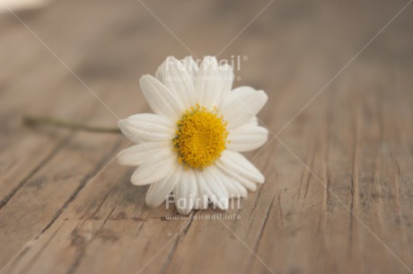 Fair Trade Photo Colour image, Daisy, Flower, Horizontal, Peru, South America, White, Wood, Yellow