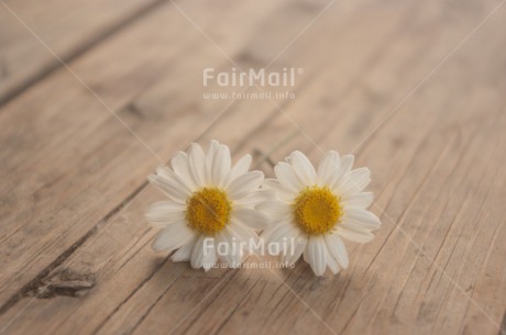 Fair Trade Photo Colour image, Daisy, Flower, Horizontal, Peru, South America, White, Wood, Yellow