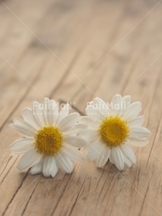 Fair Trade Photo Colour image, Daisy, Flower, Peru, South America, Vertical, White, Wood, Yellow