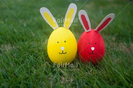 Fair Trade Photo Animals, Colour image, Day, Easter, Grass, Horizontal, Outdoor, Peru, Rabbit, Seasons, South America, Spring