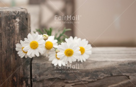Fair Trade Photo Colour image, Daisy, Flower, Horizontal, Mothers day, Nature