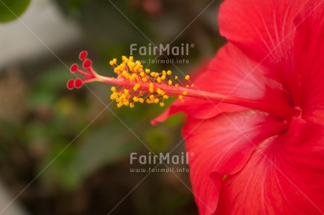 Fair Trade Photo Colour image, Flower, Horizontal, Mothers day, Nature