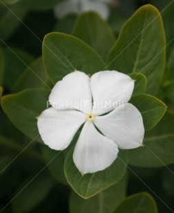 Fair Trade Photo Colour image, Flower, Mothers day, Nature, Peru, South America, Vertical, White