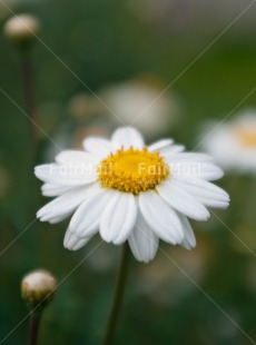 Fair Trade Photo Colour image, Flower, Mothers day, Nature, Peru, South America, Vertical