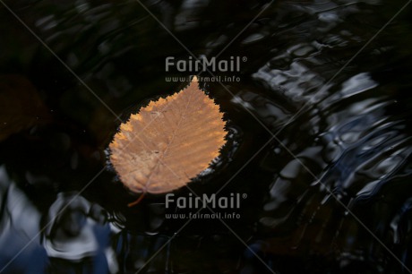 Fair Trade Photo Autumn, Colour image, Condolence-Sympathy, Horizontal, Leaf, Peru, Seasons, South America, Water