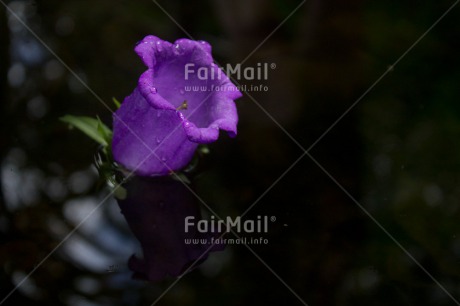 Fair Trade Photo Closeup, Colour image, Flower, Horizontal, Peru, Purple, Shooting style, South America