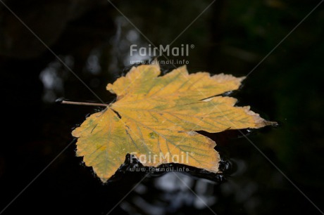 Fair Trade Photo Autumn, Colour image, Condolence-Sympathy, Horizontal, Leaf, Peru, Seasons, South America, Water