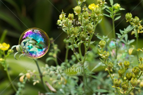 Fair Trade Photo Colour image, Dreaming, Horizontal, Nature, Peru, Soapbubble, South America, Transparency, Water