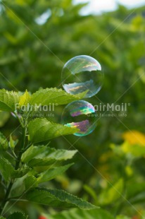 Fair Trade Photo Colour image, Dreaming, Flower, Nature, Peru, Soapbubble, South America, Transparency, Vertical, Water